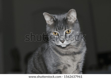 indoor picture of beautiful short-hair cat