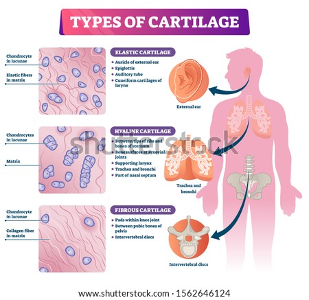 CARTILAGE-TYPES Stock Vector Images - Avopix.com