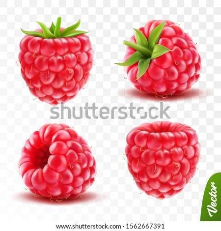 3d realistic transparent isolated vector set, whole and slice of raspberry with green tail Royalty-Free Stock Photo #1562667391