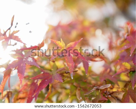 Red Japanese maple leaf in winter, Very shallow depth of field