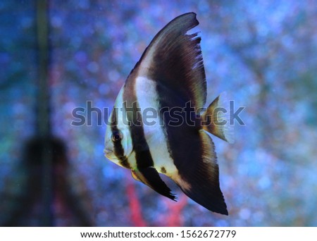 Beautiful Coral reef fish underwater in aquarium tank.