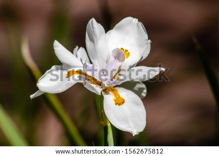 Picture of a white and purple iris