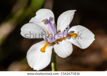 Picture of a white and purple iris