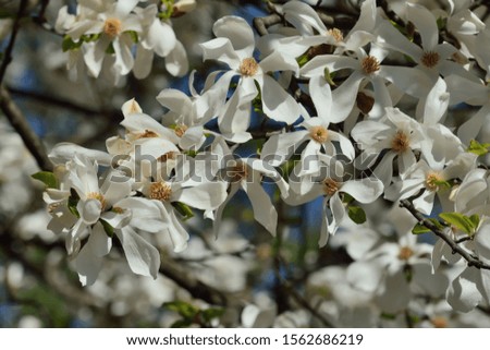 Beautiful white Magnolia flowers close-up in bright sunshine. Natural background