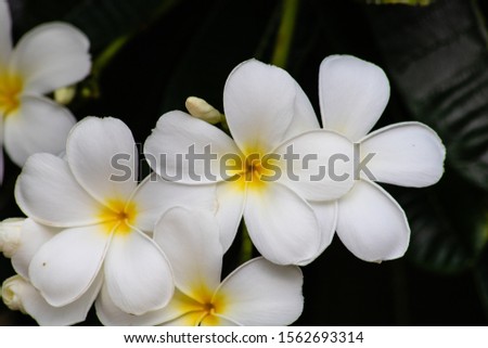 Picture of beautiful white plumeria