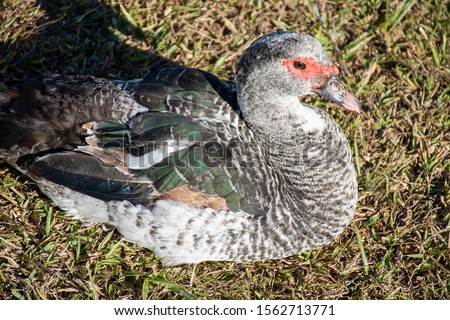 The mallard duck is an anseriform bird of the Anatidae family. It is the fundamental ingredient of the Paraense dish, the duck no tucupi, also of indigenous origin.