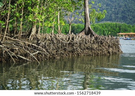 picture showing the aerial roots of mangrove trees on the malaysian island langkawi