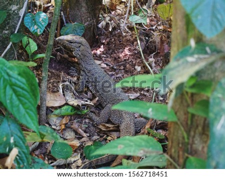 picture showing a lizard on the ground in the rainforest of taman negara in malaysia