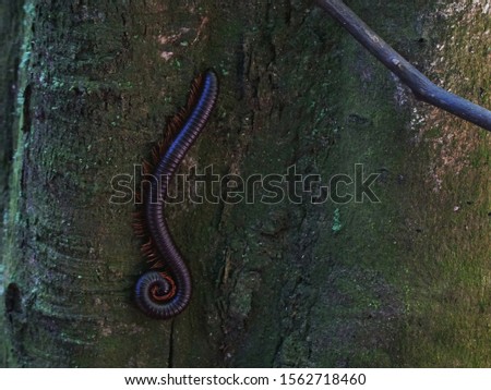 picture showing a large black centipede crawling on a tree in taman negara, malaysia