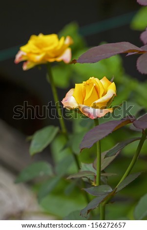 Yellow Rose in the Garden.