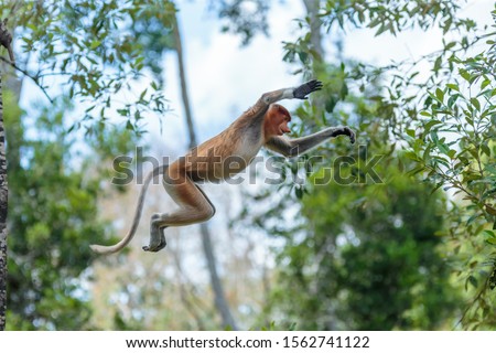 The proboscis monkey (Nasalis larvatus) or long-nosed monkey is a reddish-brown arboreal Old World monkey with an unusually large nose. It is endemic to the southeast Asian island of Borneo. Royalty-Free Stock Photo #1562741122