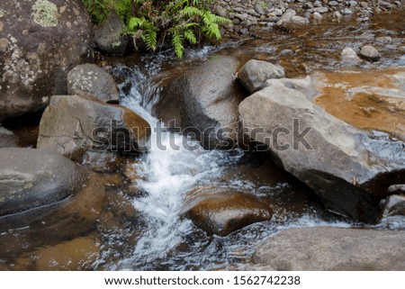 water song stream in Ruapuke New Zealand