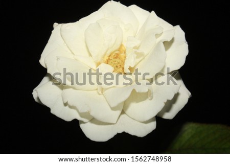 White rose flower against black background.