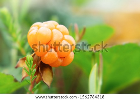 Cloudberry berry grows in a summer forest in a swamp
