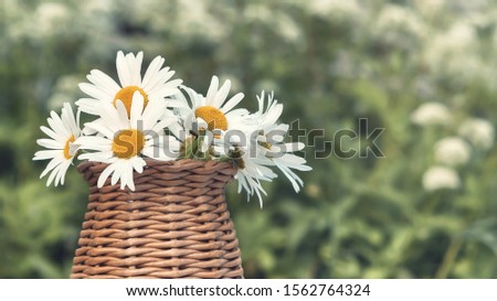 Wildflowers daisies in a wicker vase against the background of a summer meadow
