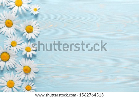 White camomiles on a blue wooden background. Beautiful spring composition, template for design with place for text
