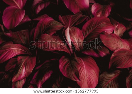 Spathiphyllum cannifolium leaf concept, abstract damask texture, natural background, tropical leaf