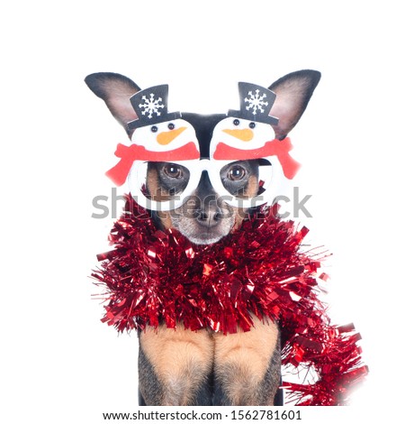 Portrait of the Dog in funny New Year's glasses isolated on white, Christmas theme, New Year