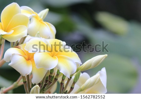 A close up picture of beautiful yellow flower with blur background in early morning.
