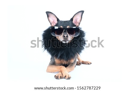 Luxury dog with dark glasses and boa isolated on white  Royalty-Free Stock Photo #1562787229
