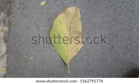 Top view picture of 2 colors, green and brown, in a leaf on the cement ground.