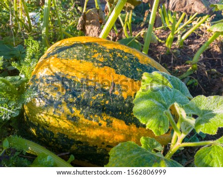 Yellow-green sweet pumpkin in the garden, on organic farm. Ripe crop in autumn. - Image