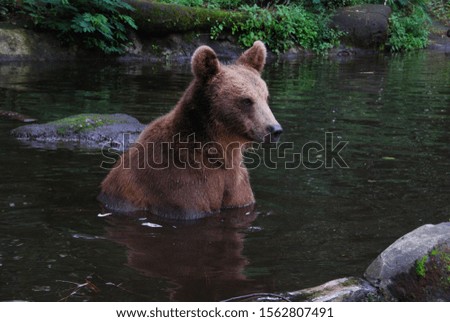 The Bear at safari park, Indonesia
