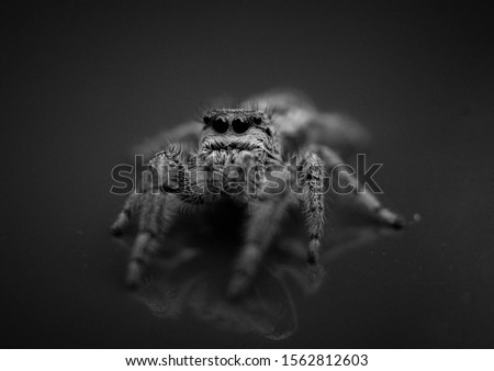 A small Jumping Spider on the hood of my car
