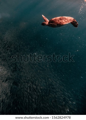 Underwater photo of a sea turtle and sardines