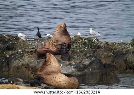 Proud Stoic Alaskan Sea Lions Resting And Getting Some Sun On A Rocky Island With Birds In The Background. 