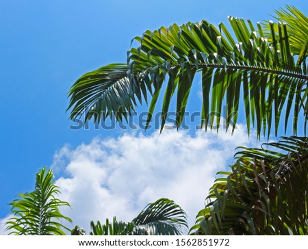 Palm tree on bright blue sky with white cloud background. Perfect tourism background with copy space for advertising exotic resorts and vacation in hot tropical country