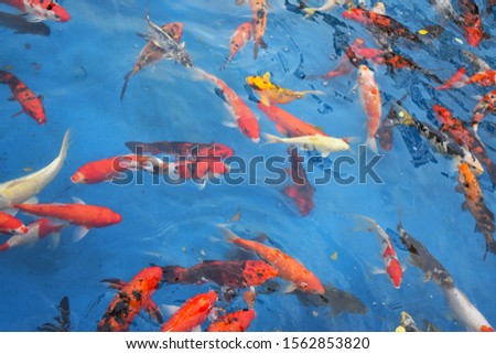 colorful orange red and yellow fishes in the lake with blue water