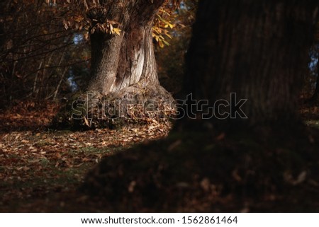 Autumn in the forest Italy