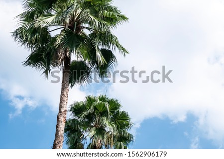 Palm tree with sky background 
