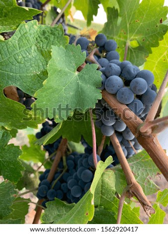 Picture taken of vineyards and close ups of the wine grapes