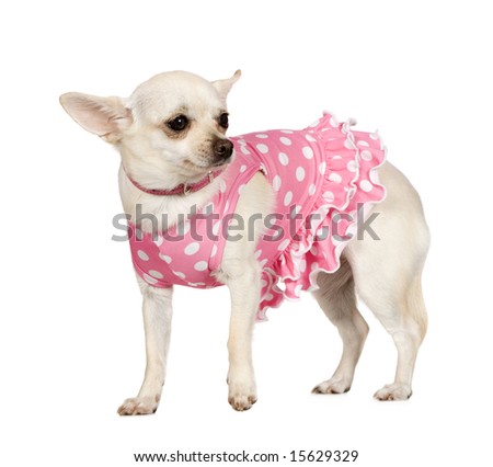 chihuahua (2 years) in front of a white background