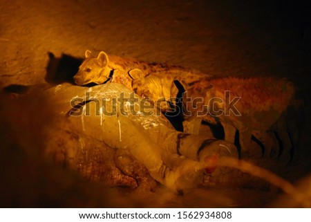 The spotted hyena (Crocuta crocuta), also known as the Laughing Hyena, a large group of hyenas feeding on the carcass of an elephant.Night photo of hyenas.