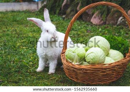 white rabbit and cabbage in wet weather garden