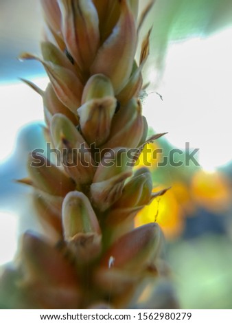 Aloe-vera rare flower - image 