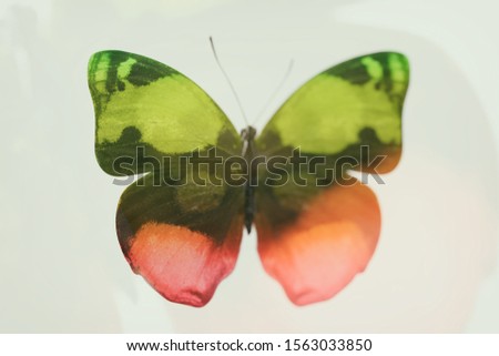 beautiful colored butterfly. abstract blur. tropical insect