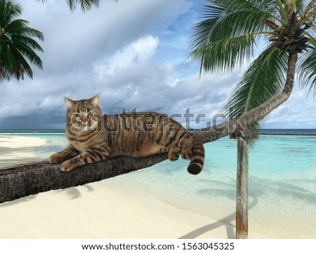 The beige cat is lying on a fallen palm tree in the tropical beach of Maldives over the sea water.
