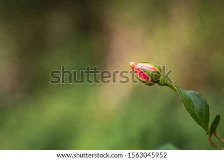 A close up of a rose bud, with a shallow depth of field