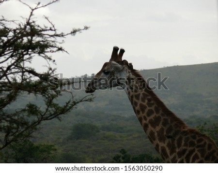 Giraffe standing with nice background