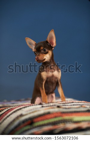 Beautiful Russian Toy Terrier sits on a striped plaid on a blue background. Small manual domestic dog. The concept of pets. Image for veterinarian, animal site, animal feed.