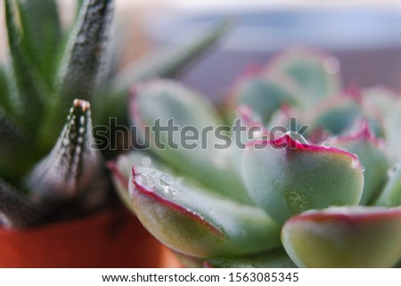 Succulents Gasteria and Echeveria close-up. Plants in the house. Home plants. ecology