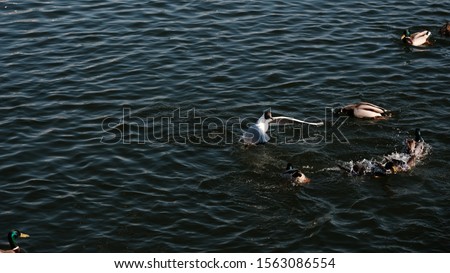 A flock of ducks and gulls swim in the lake in search of food. Waterfowl. wild birds