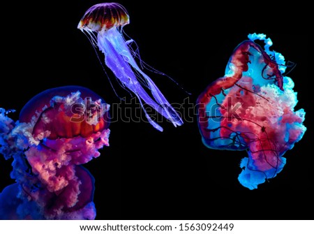 Photoshopped jellyfishes / emitted photo