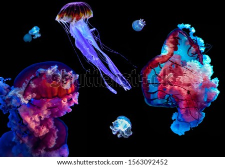 Photoshopped jellyfishes / emitted photo