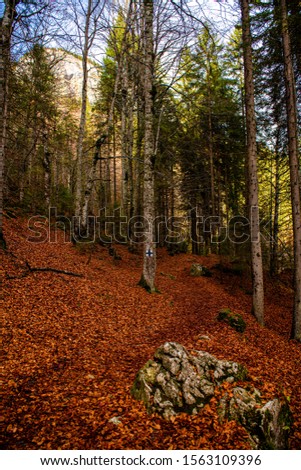 A lot of fallen leaves with amazing autumn colors inside a forest
