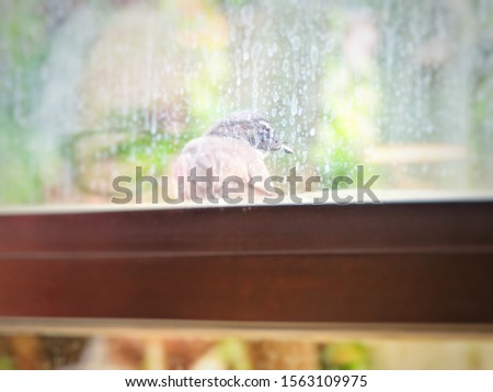 Blurry defocused picture of a bird and reflection of a man. Pied Fantail in urban habitat against dirty glass window with reflection of man in glasses watching